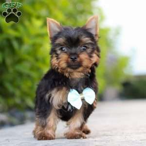Mitchell, Yorkie Puppy